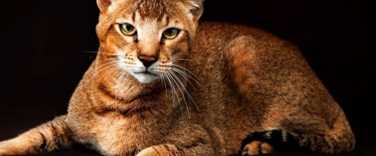 Discover Cats That Look Like Lions: Nature's Miniature Kings