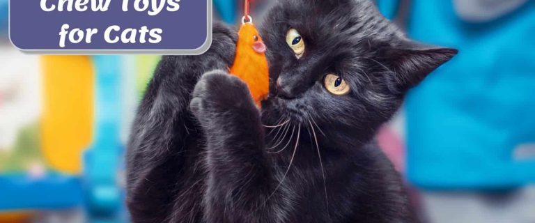 bombay kitten biting chew toys for cats