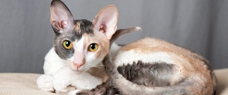 Cornish Rex Cats: Curls, Charm, and Endless Energy