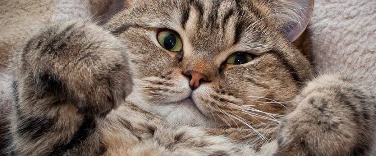 This is Why Some People Like Cats More than Dogs