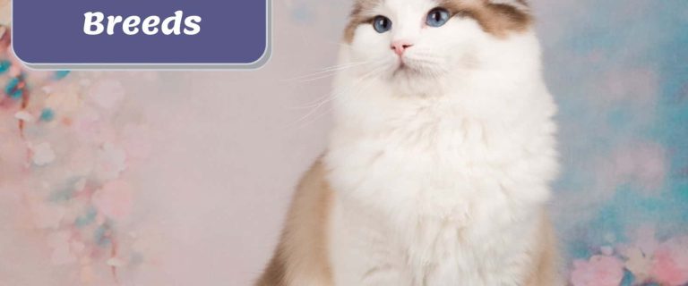 very cute ragdoll cat