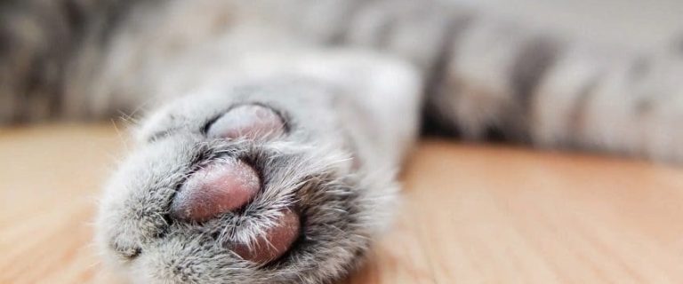 Declawing Cats: 5 Important Things You Have to Consider