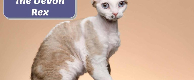 Devon Rex Cats: 7 Fun Facts You Should Know About