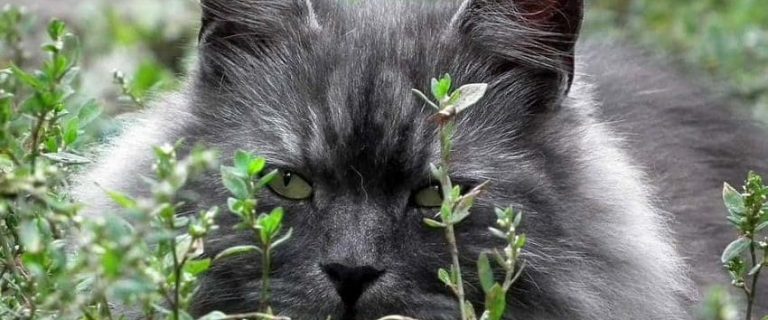 Feral Cat vs Stray Cat: 5 Key Differences You Need to Know