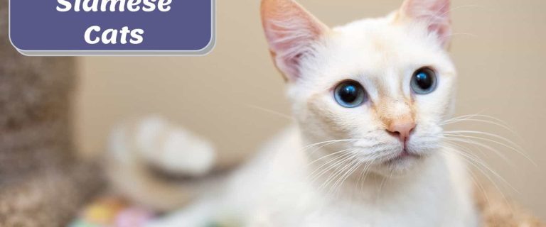 flame point siamese cat lying on the carpet