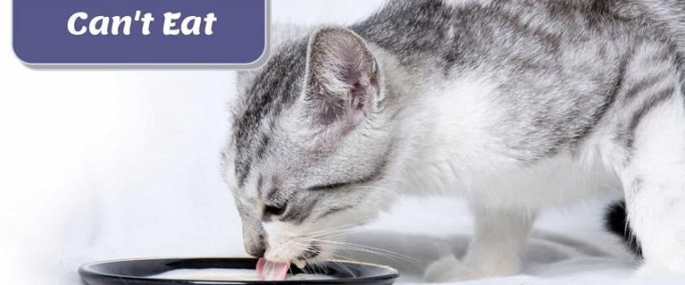 Foods Cats Can't Eat: The Complete List of Dangerous Foods