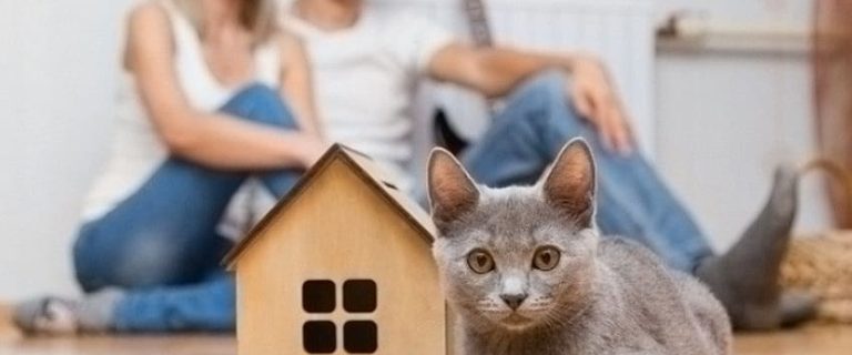 Should I Get a Cat? What You Need to Know Before Adopting