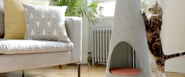 What to Know Before Getting a Cat? 5 Potential Problems