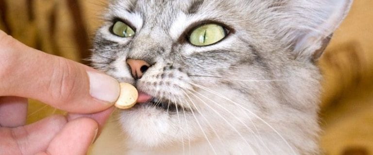 How to Give a Cat a Pill with Ease: 5 Easy Tips