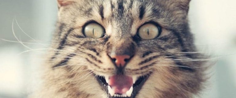 How to Make Your Cat Happy? 7 Easy-to-Follow Tips