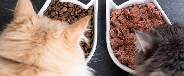 Exploring Hypoallergenic Cat Food: Feed the Love