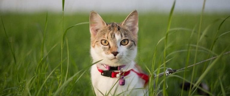 Can An Indoor Cat Become An Outdoor Cat? A Complete Guide