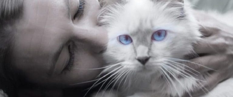 Is It Ok to Kiss Your Cat? Exploring the Truth