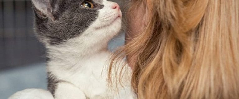 Why Does My Cat Eat My Hair? 8 Intriguing Reasons