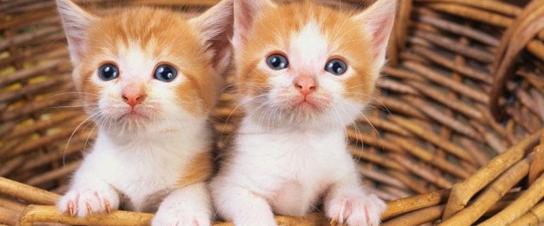 Kittens First Vet Visit: Everything You Need To Know