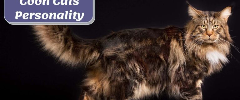furry Maine coon cat beside "Maine coon cats personality" signage