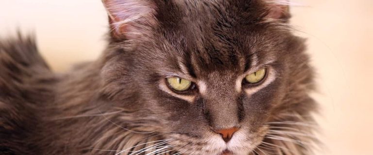 Maine Coon Munchkin Cats: A Unique Breed Combo