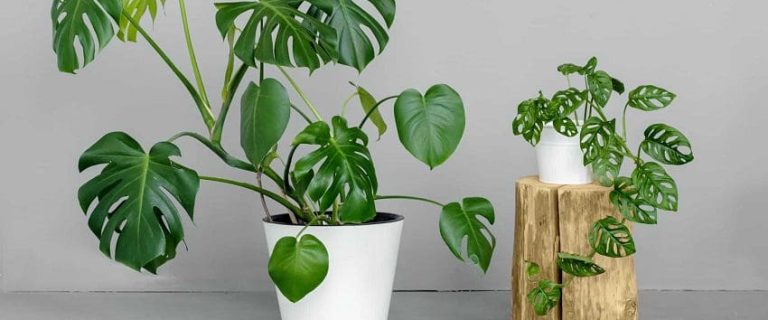 Are Monstera Toxic to Cats? Facts You Should Know