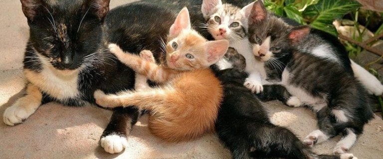 Why Do Cats Reject Their Kittens? 7 Common Reasons