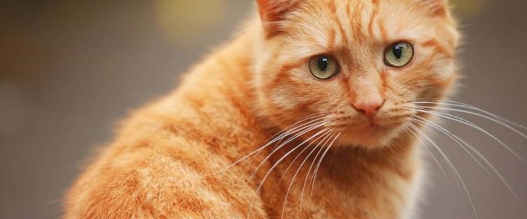 130 Orange Cat Names For Your New Ginger Feline