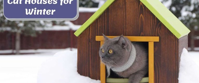 10 DIY Outdoor Cat House Ideas: Affordable and Fun Cat Shelter