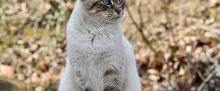 Indoor Cats vs Outdoor Cats: What to Know Before Deciding