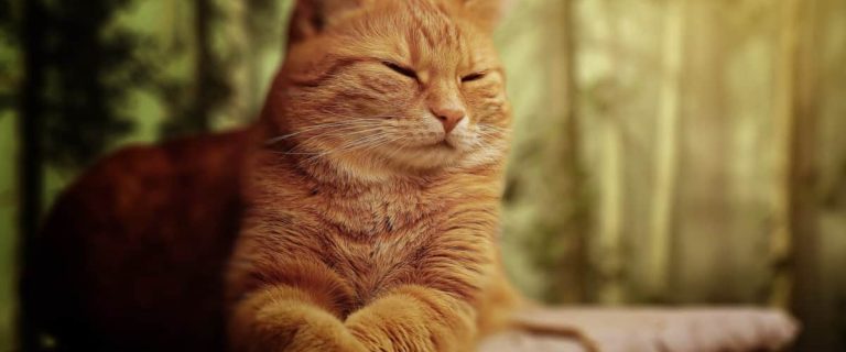 Best Outdoor Cat Tree House: Bring the Fun Outside
