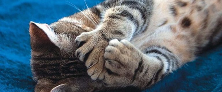 Polydactyl Cats 101: Everything You Need to Know