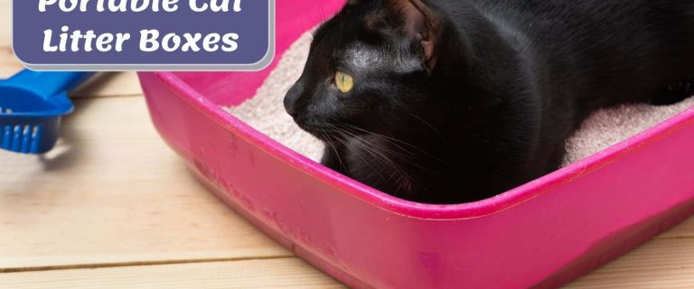 bombay cat sitting on his portable litter box