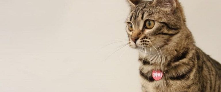 How To Tell If a Cat Is Pregnant? Signs And How to Deal With It