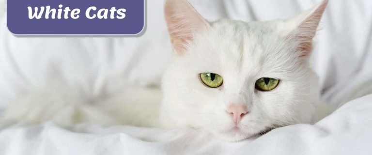 russian white cat lying on the white bed