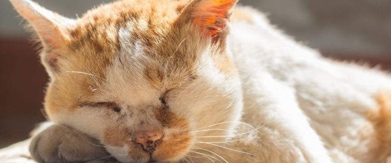 Cat Dementia: Everything You Need to Know