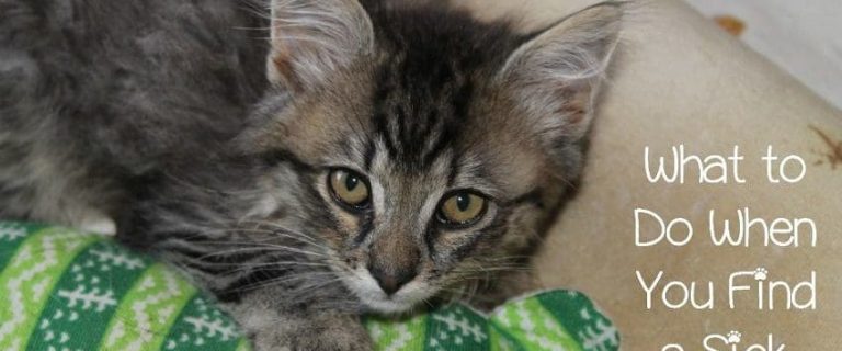 Sick Kitten On The Street: What Should You Do?
