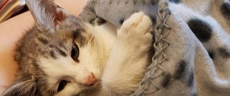 Fading Kitten Syndrome: How to Manage and Prevent It