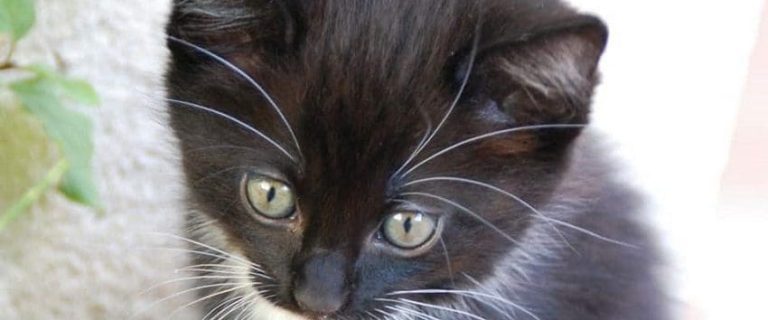 9 Tips for the First 30 Days After Adopting a Cat: What You Need to Know