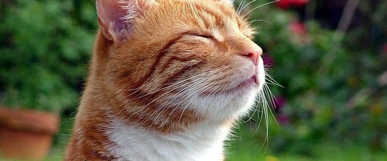Why Does My Cat Smell Bad? 4 Surprising Reasons