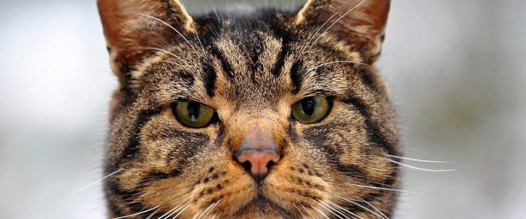 35 Gorgeous Cat Names That Mean Survivor or Fighter