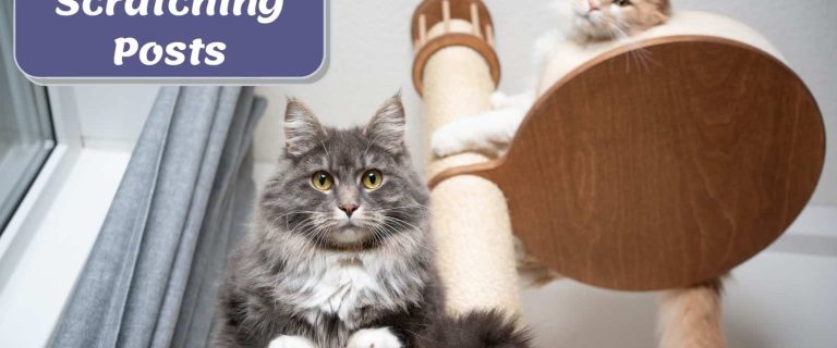 Best Tall Scratching Post for Cats: Find the Ideal Option