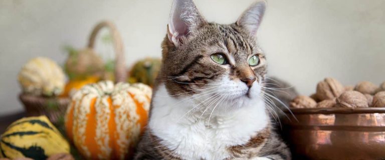 7 Cat Treat Recipes: Show Love to Your Cat