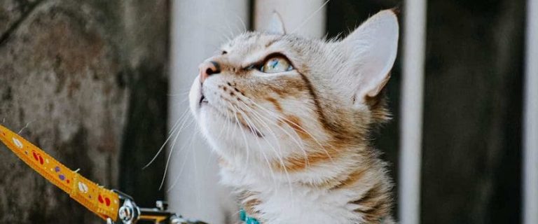 Can You Train a Cat Like a Dog? 5 Easy Tips