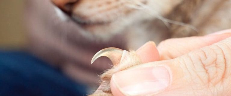 How to Trim Angry Cat Claws Like a Pro: 5 Easy Steps