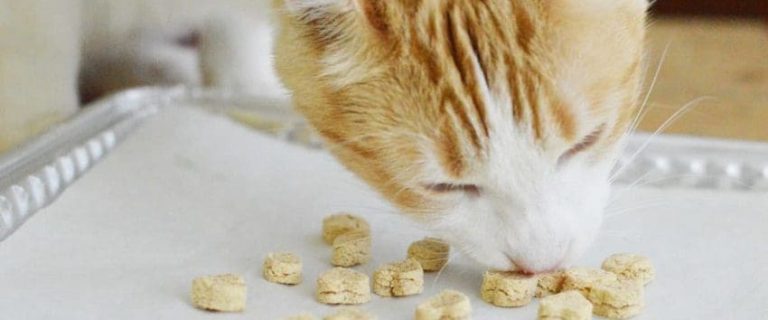 Homemade Tuna Cat Treats: A Tuna Bites Recipe For Your Kitty