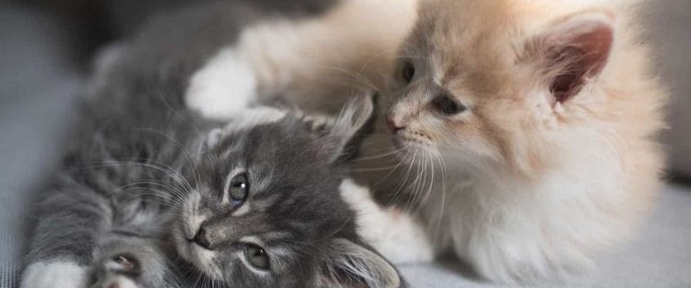 Setting Up Your Multi-Cat Household: A Complete Guide