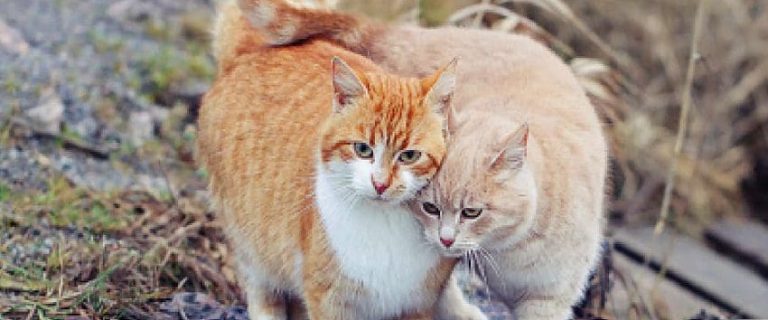 Do Cats Like Other Cats? Do Cats Form Genuine Connections?