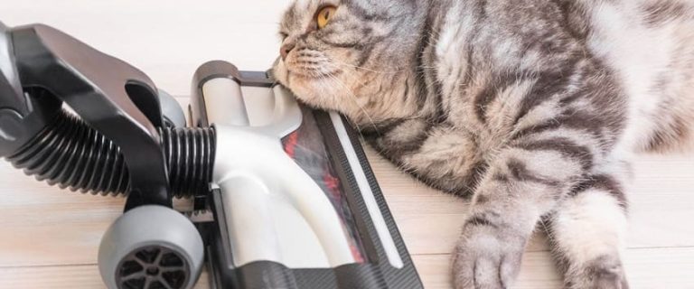 Can You Vacuum Cat Litter? Expert Tips for Doing It Safely