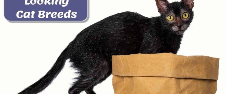 cute Lykoi, one of the weird cat breeds