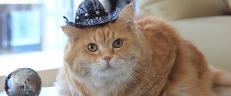 98 Cute Western Cat Names for Cowgirl & Cowboy Cats