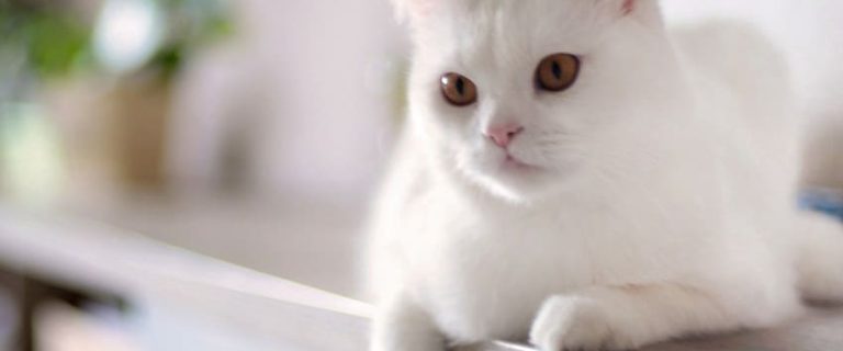 How to Rehome Cats: Important Things To Consider