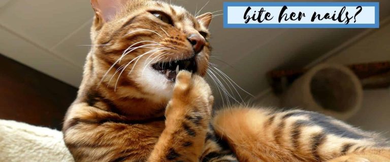 Why Do Cats Bite Their Nails? 4 Most Common Reasons
